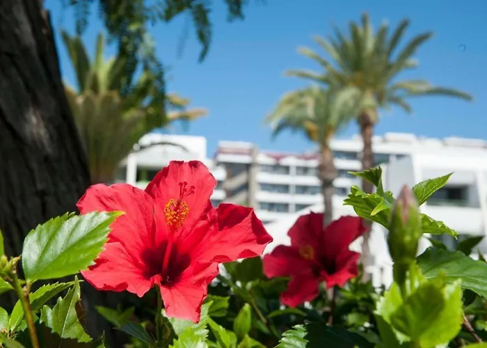 Optimist Americas Apartment Playa de las Americas (Tenerife)